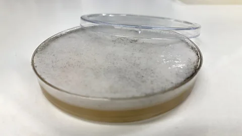 Discovery, Discovery, Fungal pandemic threat