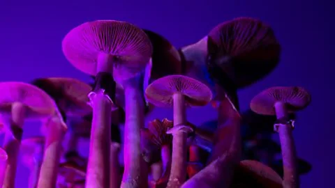 Discovery, Discovery, Psychedelics
