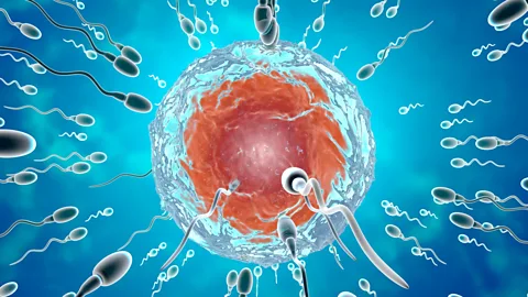 Discovery, Discovery, Sperm counts