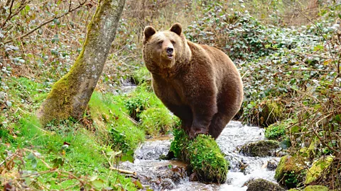 Jurka, a captured brown bear, in her enclosure in  (Credit: Stiftung für Bären)