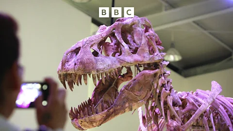 Witness History, Witness History, Dinosaur in court