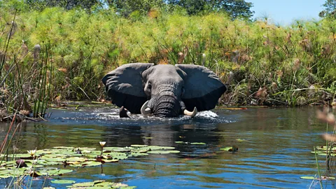 The Documentary Podcast, Botswana: Living with elephants