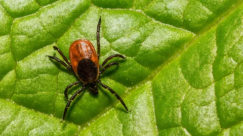 Lyme disease: The devastating impact of a tick bite