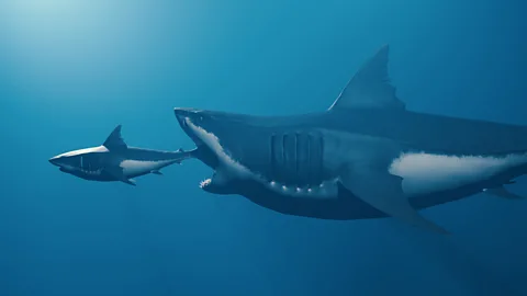 Large megalodon eating smaller shark (Credit: Getty Images)