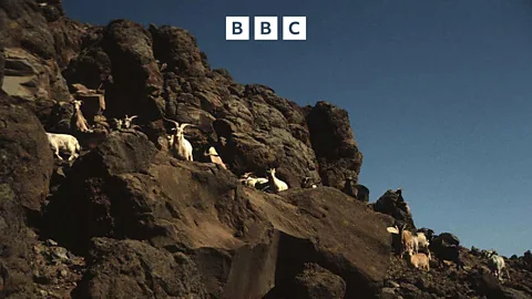 Witness History, Witness History, Saving Guadalupe from goats