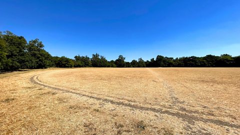 A field during a drought