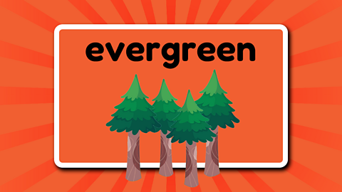 The word evergreen above four evergreen fir trees.