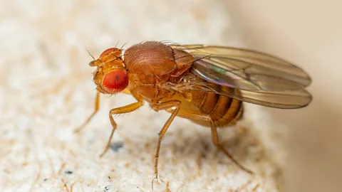 Discovery, Discovery, Metamorphosis: Drosophila melanogaster, hoverfly