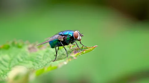 Discovery, Discovery, Metamorphosis: Blowflies and dazzling disguise