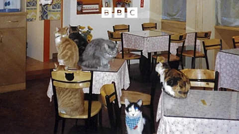 Witness History, Witness History, The first cat cafe