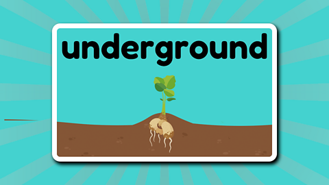 The word underground above a potato plant showing the potatoes and their roots growing under the surface of the soil. 