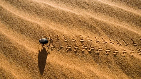 Discovery, Discovery, Metamorphosis: Soldier fly and desert beetle