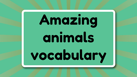 Amazing animals vocabulary