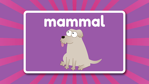 A dog sat beneath the word 'mammal'