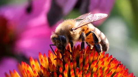 Discovery, Discovery, Metamorphosis: Bee brains and the cockroach