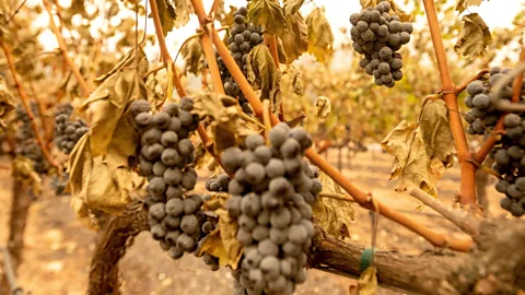 Business Daily, Business Daily, Fire-proofing California’s wine industry