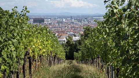 Photo of vineyard overlooking Vienna