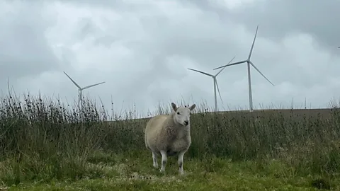 Business Daily, Business Daily, Bottles or balsa: What should wind turbine blades be made from?