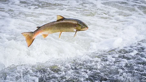 CrowdScience, CrowdScience, Which is healthier, farmed or wild salmon?