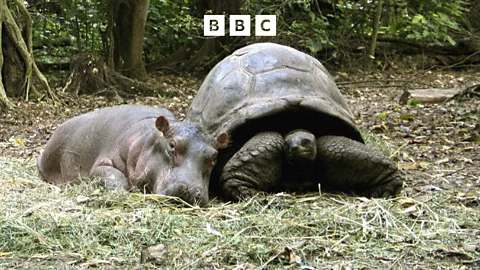 Witness History, Witness History, The hippo and the tortoise