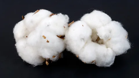 Two pieces of natural cotton on a dark background (Credit: Alamy)