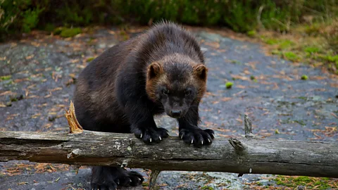 Discovery, Discovery, Tooth and Claw: Wolverines
