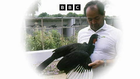 Witness History, Witness History, The bird that defied extinction