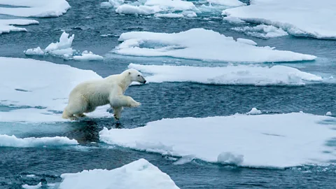 Nature award for polar bear photo shows that images of these magnificent  creatures still have the power to move people