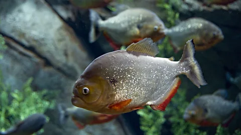 Discovery, Discovery, Tooth and Claw: Piranhas