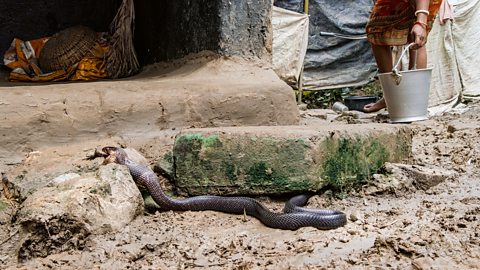 Spitting cobras may have evolved unique venom to defend from ancient humans