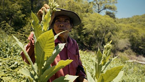 Man inspecting tobacco plant