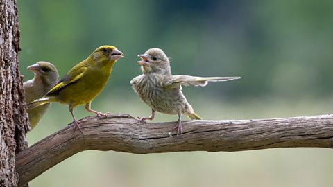 Jacek Stankiewicz/Comedy Wildlife 2023 Jacek Stankiewicz managed to capture this photograph of two greenfinches that appear to be having a heated argument (Credit: Jacek Stankiewicz/Comedy Wildlife 2023)