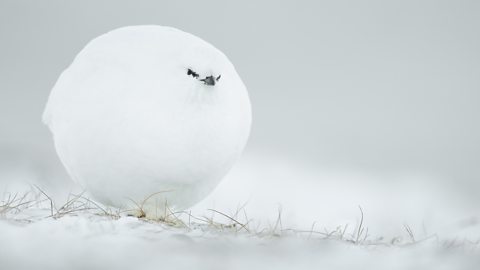 Finalists Announced in the Comedy Wildlife Photography Awards 2023