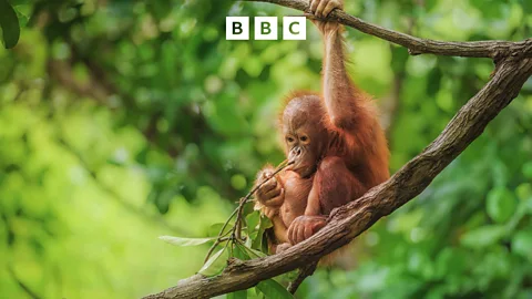 People Fixing the World, Building a clinic to save a forest