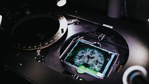 A brain slice being scanned as part of the Human Brain Project (Credit: Mareen Fischinger/Forschungszentrum Jülich)