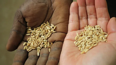 Business Daily, Business Daily, The K-rice belt: Seeds for self-sufficiency?