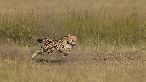 Discovery, Discovery, Tooth and Claw: Cheetahs