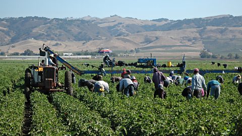 Getty Images Farm workers harvesting bell peppers in California (Credit: Getty Images)