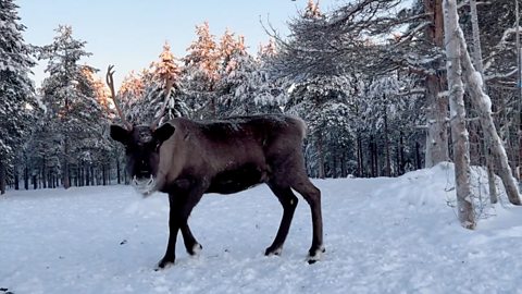 A reindeer herd around Lake Inari in northern Finland (Erika Benke)
