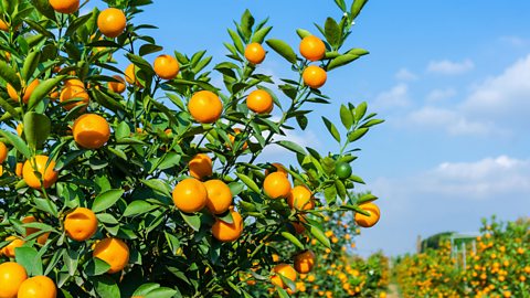 Oranges growing on a tree in bright sunlight and blue sky, with wispy clouds