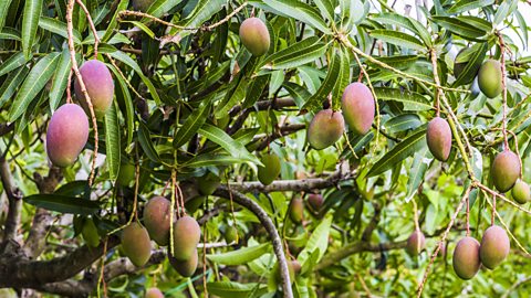 Mangoes growing on a tree