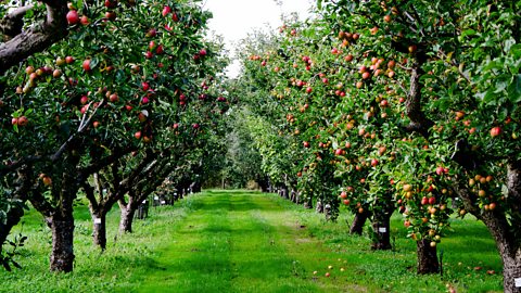 Two parallel rows of apples trees going into the far distance, with red apples growing and grass below