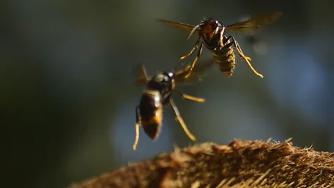 Asian hornets are spreading across the world, making bees their victims (Credit: Sandra Rojas-Nossa)