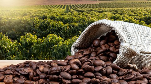 Roast coffee beans spilling from a hessian bag, with fields in the background