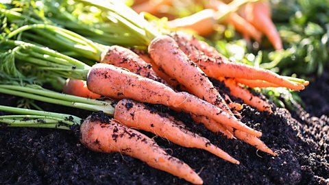 Several carrots lying together on soil