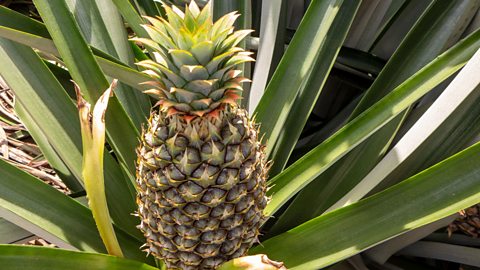 A single pineapple on a plant in sunshine