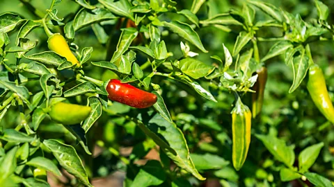 Photo of pepper plant