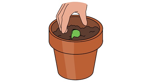 A plant pot, with a hand placing a green broad bean seed in the soil