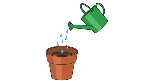 A green watering can pouring some drops of water into the soil in the pot