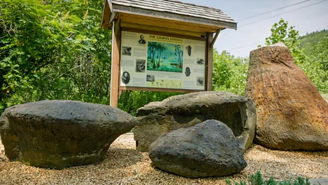 Devonian age fossil tree stumps called eospermatopteris, Gilboa